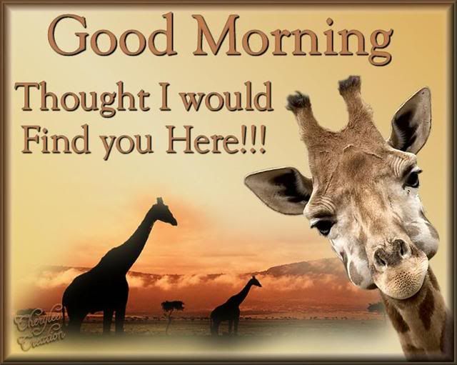 good morning giraffe Pictures, Images and Photos