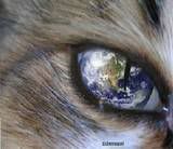 cats eye - earth Pictures, Images and Photos