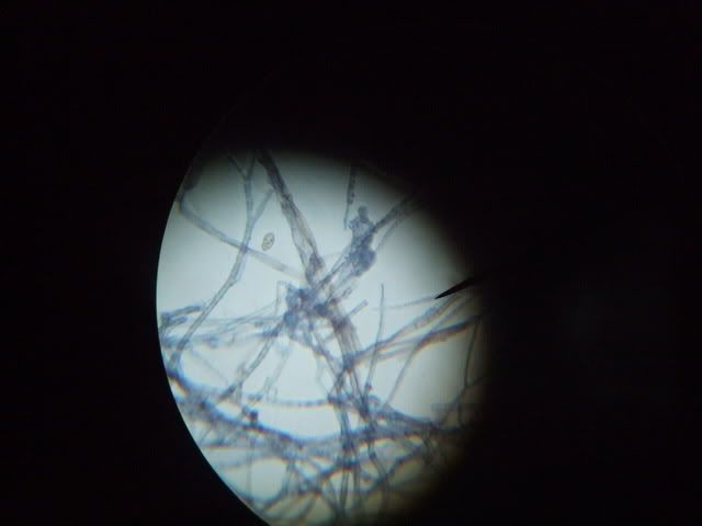 DSCF1776.jpg Hifas image by sylvettony