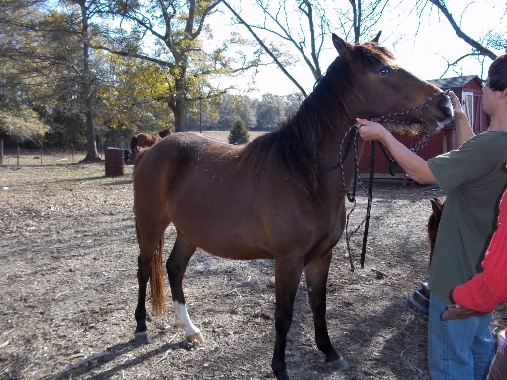 Scared Horse Pictures, Images & Photos | Photobucket