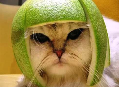Cat In Helmet