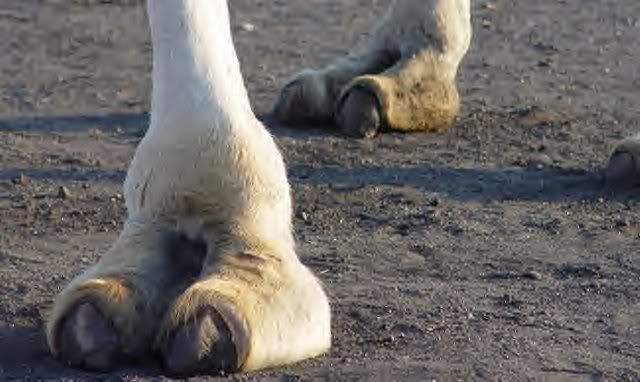 camel toe photo: camel toe CAMELTOE.jpg