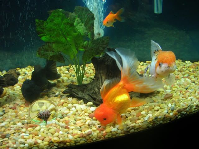 Orange Moor Fish