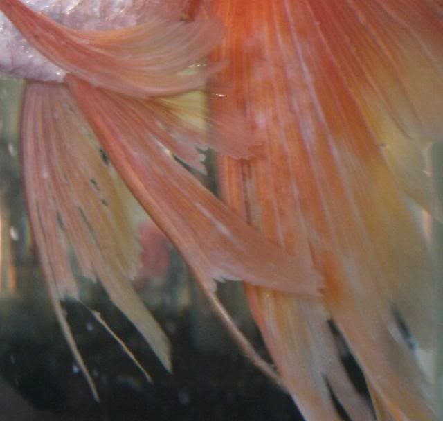 goldfish tank filter. The Goldfish and Aquarium