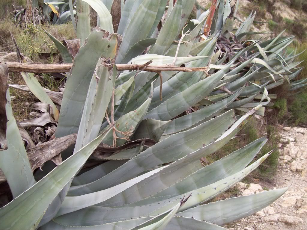 Agave 2