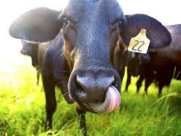 cow.jpg