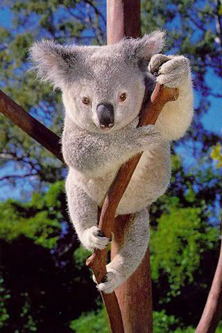 KoalaBear.jpg