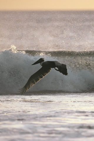 Pelican.jpg