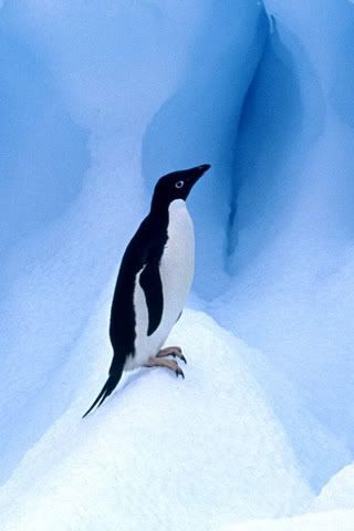 Pinguin.jpg