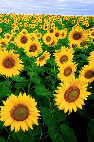 SunflowerField.jpg