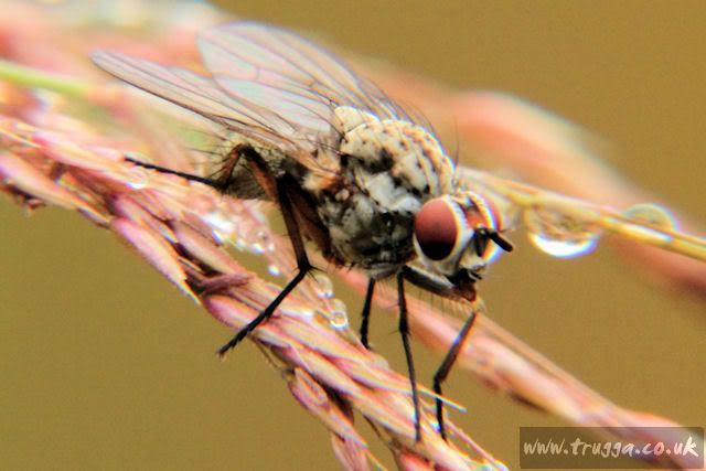 IMAGE: http://i243.photobucket.com/albums/ff140/Trugga_bucket/Holiday%202011/Holiday201100036.jpg