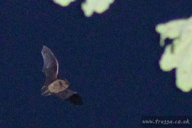 IMAGE: http://i243.photobucket.com/albums/ff140/Trugga_bucket/Holiday%202011/Holiday201100039.jpg