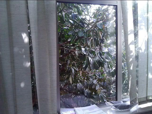 IMAGE: http://i243.photobucket.com/albums/ff140/Trugga_bucket/Miscellaneous/window.jpg