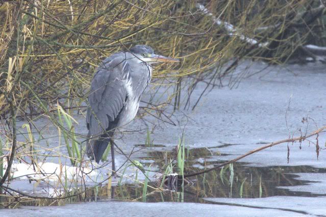 IMAGE: http://i243.photobucket.com/albums/ff140/Trugga_bucket/canon/2012_02_05_0618-1.jpg