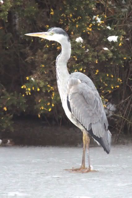 IMAGE: http://i243.photobucket.com/albums/ff140/Trugga_bucket/canon/2012_02_05_0701-1.jpg