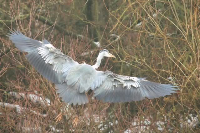 IMAGE: http://i243.photobucket.com/albums/ff140/Trugga_bucket/canon/2012_02_05_0702-1.jpg