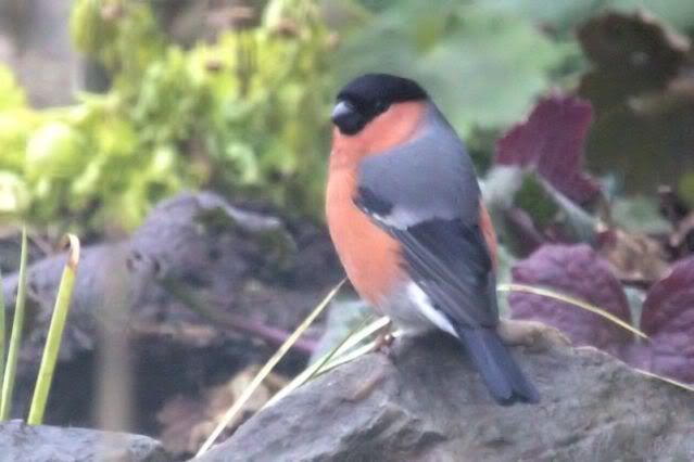 IMAGE: http://i243.photobucket.com/albums/ff140/Trugga_bucket/canon/2012_02_12_1339-2.jpg