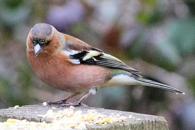 IMAGE: http://i243.photobucket.com/albums/ff140/Trugga_bucket/canon/Chaffinch.jpg