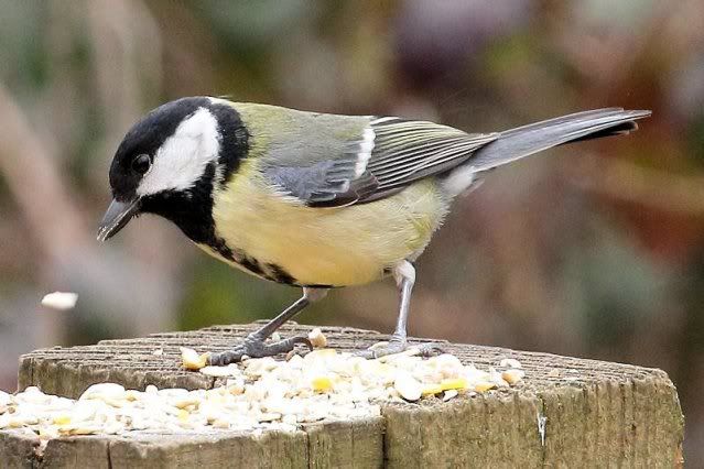 IMAGE: http://i243.photobucket.com/albums/ff140/Trugga_bucket/canon/GreatTit2JPG.jpg