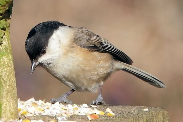 IMAGE: http://i243.photobucket.com/albums/ff140/Trugga_bucket/canon/MarshTit.jpg