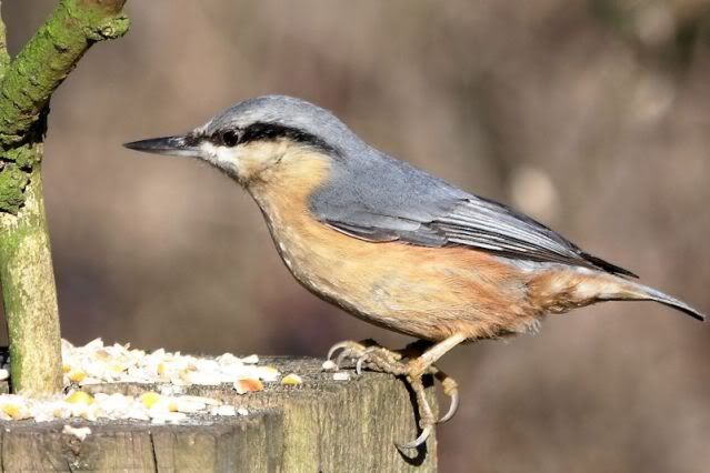 IMAGE: http://i243.photobucket.com/albums/ff140/Trugga_bucket/canon/Nuthatch002.jpg