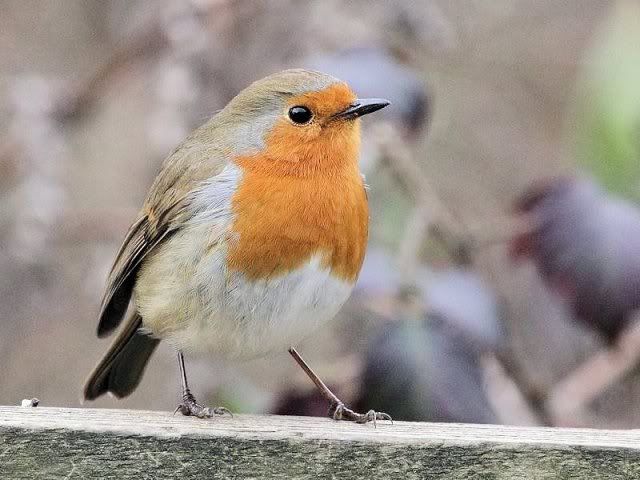 IMAGE: http://i243.photobucket.com/albums/ff140/Trugga_bucket/canon/Robin2JPG.jpg