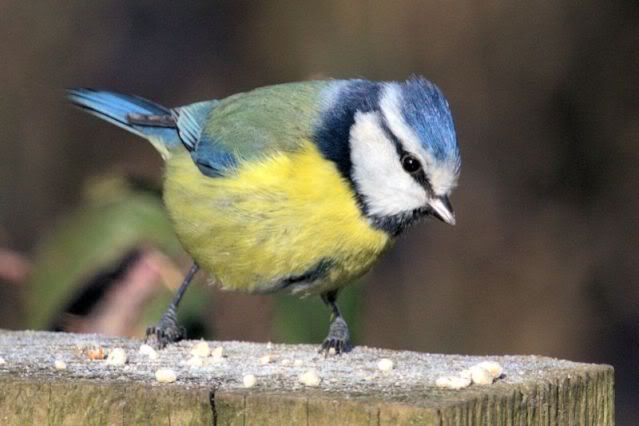 IMAGE: http://i243.photobucket.com/albums/ff140/Trugga_bucket/canon/bluetit.jpg