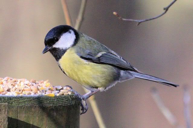 IMAGE: http://i243.photobucket.com/albums/ff140/Trugga_bucket/canon/coaltit.jpg