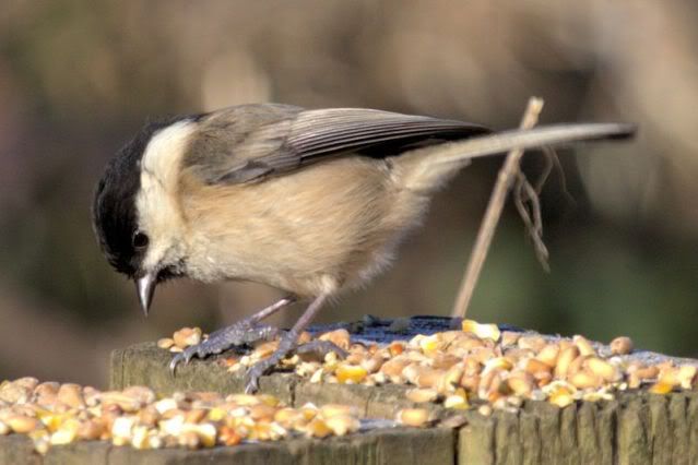 IMAGE: http://i243.photobucket.com/albums/ff140/Trugga_bucket/canon/longtailedtit.jpg