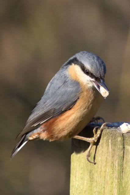IMAGE: http://i243.photobucket.com/albums/ff140/Trugga_bucket/canon/nuthatch.jpg
