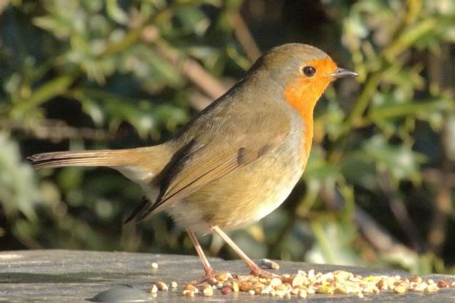 IMAGE: http://i243.photobucket.com/albums/ff140/Trugga_bucket/canon/robin.jpg