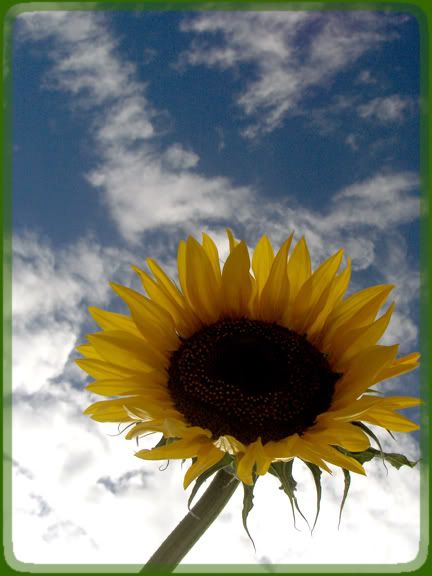 Sunflower Pictures, Images and Photos