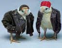HarleyChicks.jpg Harley Chicks image by kitkat_al