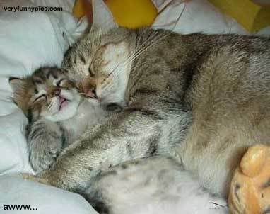 cuddlingcat.jpg &quot;Hold me!&quot; image by kitkat_al