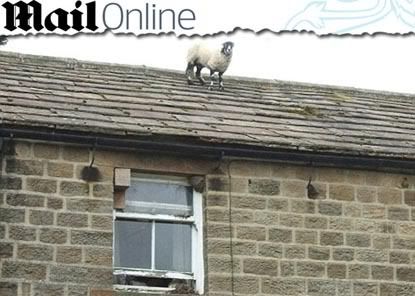 ovelha no telhado