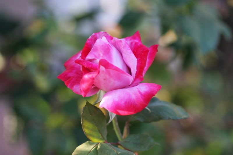 IMAGE: http://i243.photobucket.com/albums/ff169/rennsport751/IMG_1311.jpg