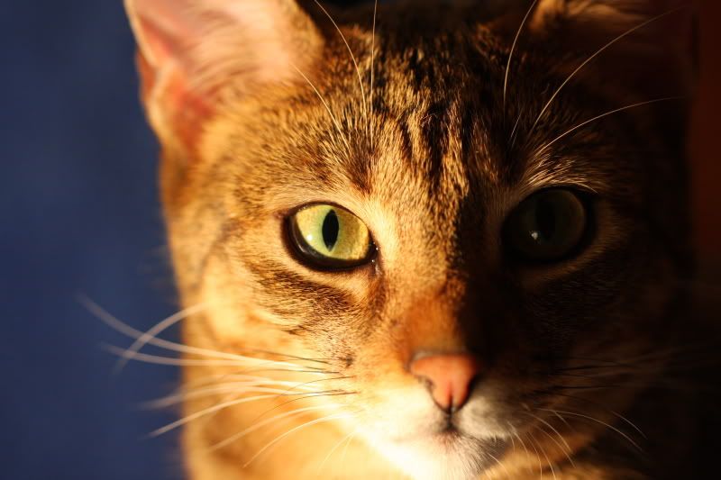 IMAGE: http://i243.photobucket.com/albums/ff169/rennsport751/IMG_1347.jpg