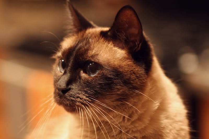 IMAGE: http://i243.photobucket.com/albums/ff169/rennsport751/IMG_1770a.jpg