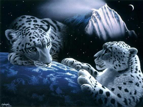 white tiger wallpaper. white-tiger-wallpaper-95324-