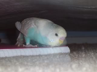 100_9511.jpg