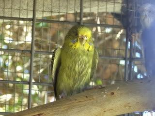 BILD0440.jpg?t=1204516261