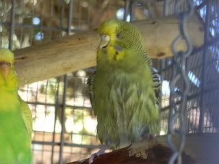 BILD0441.jpg?t=1204516278