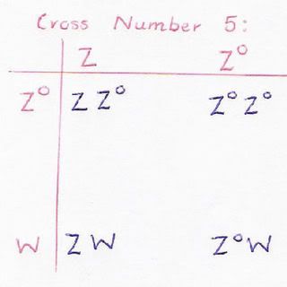SL-C2.jpg