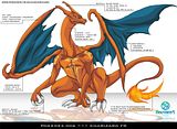 Charizard Fr