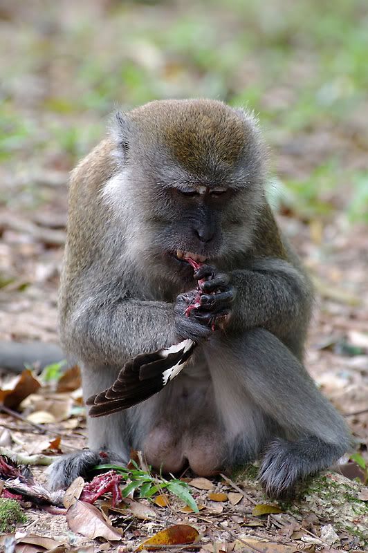 Eating A Monkey