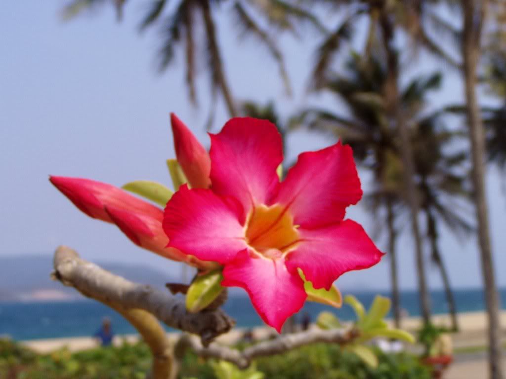 Flower at Nha Trang Beach Pictures, Images and Photos