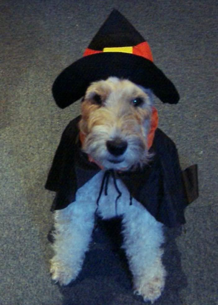 karawitch.jpg witchy fox terrier image by glitterkitty88