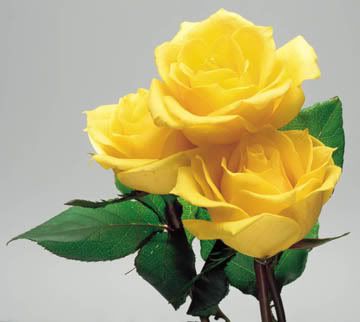 YELLOW ROSE