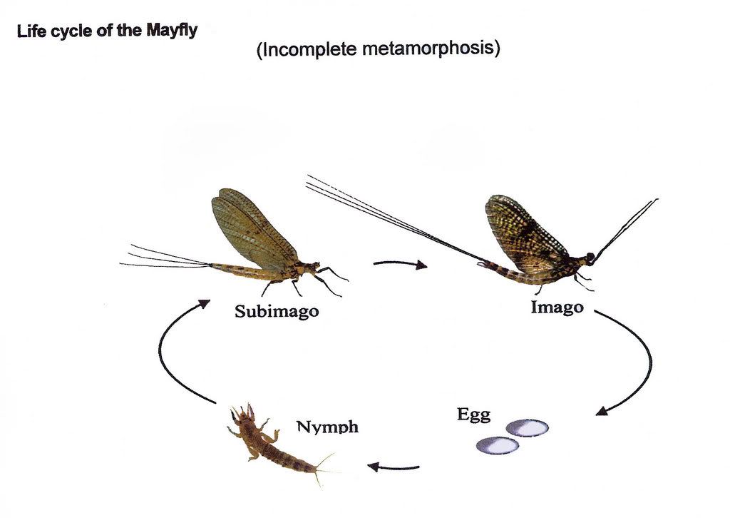 [diagram] Descriptive Diagram Of Drosophila Life Cycle Mydiagram Online