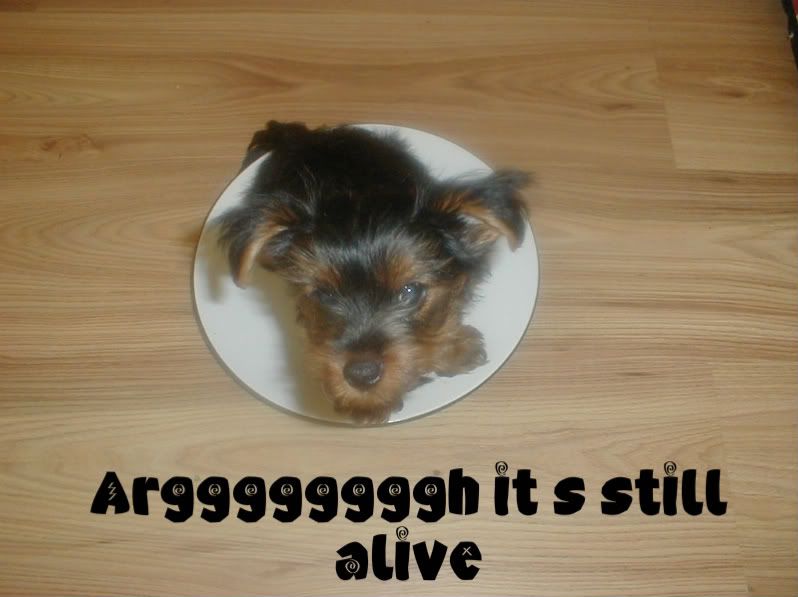 [Image: P1010082-1.jpg]